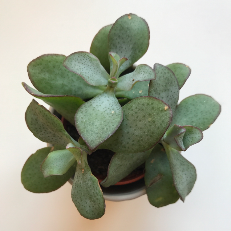 Photo of the plant species Silver Dollar Plant by @woozlewitch named Lil’ Sprout on Greg, the plant care app