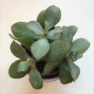 Silver Jade Plant plant in Bournemouth, England
