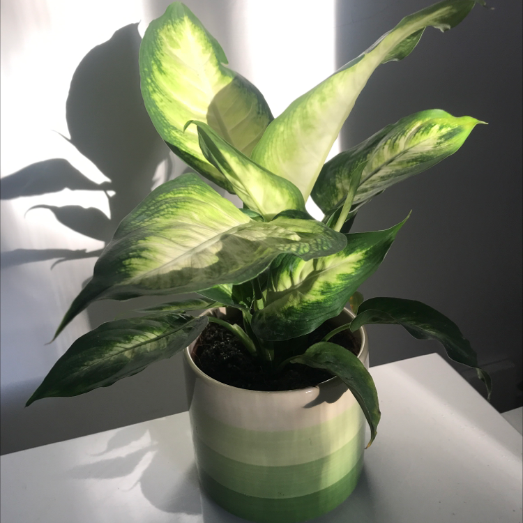 Photo of the plant species Dieffenbachia by @woozlewitch named Kalua on Greg, the plant care app