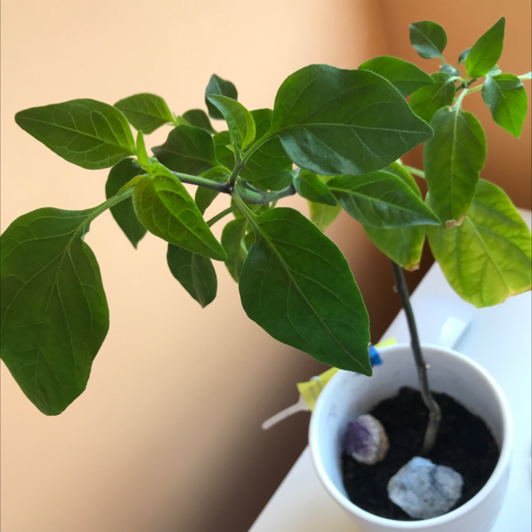 Pepper Plant plant photo by @woozlewitch named John on Greg, the plant care app.