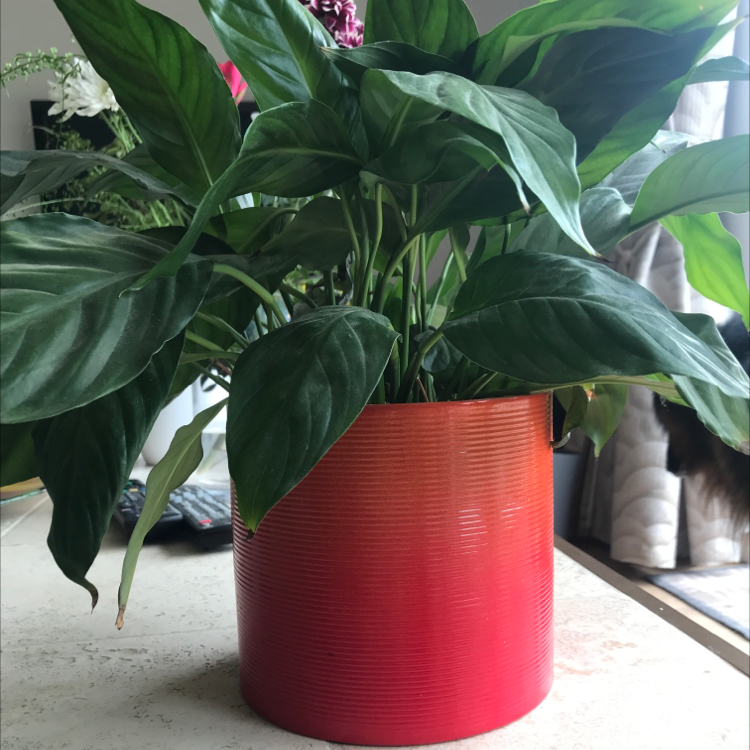 Photo of the plant species Chinese Evergreen by @woozlewitch named Ronnie on Greg, the plant care app