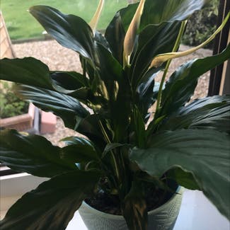 Peace Lily plant in Bournemouth, England