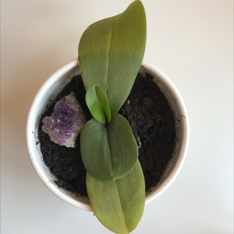 Photo of the plant species Moon Orchid by @woozlewitch named Betty on Greg, the plant care app