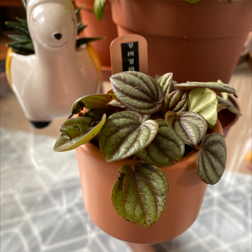 Potted Peperomia Piccolo Banda plant with green and purple leaves, well-framed and in focus.