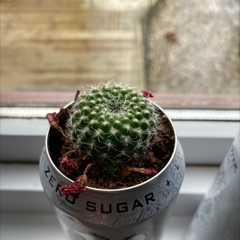 Missouri Foxtail Cactus in a container with visible soil and dried flowers.