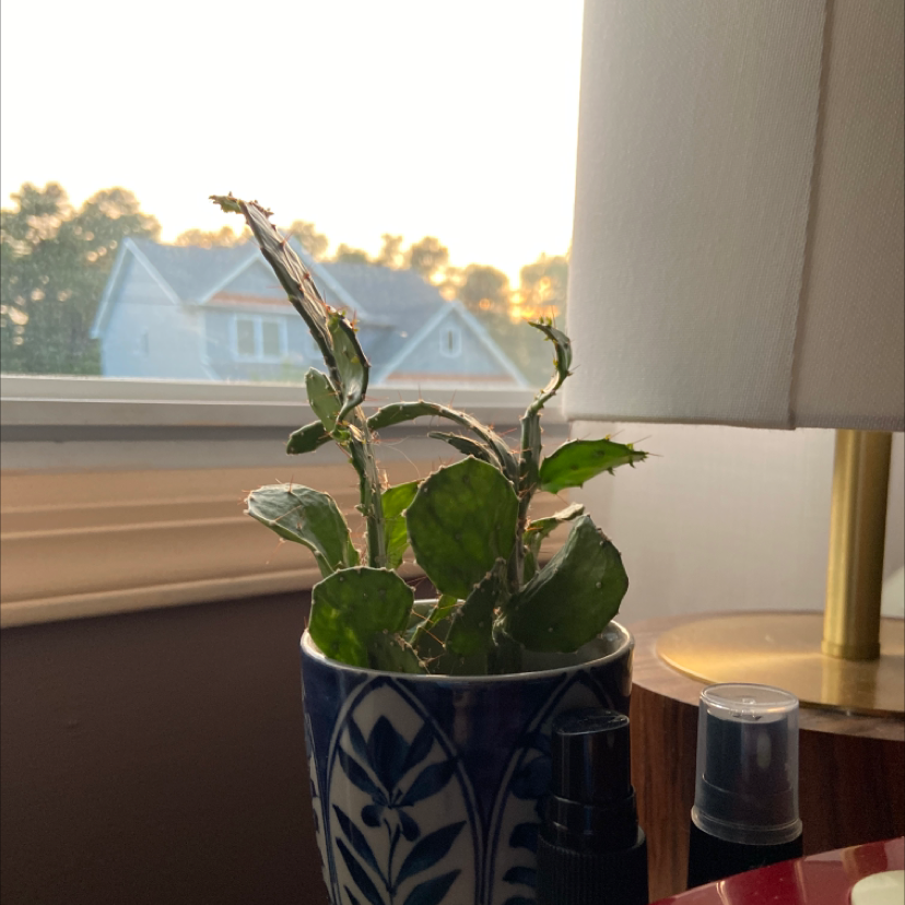 Brazilian Pricklypear plant in a decorative pot near a window.
