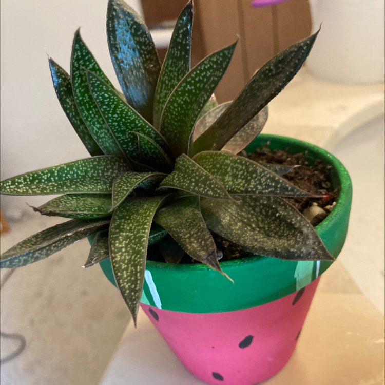 Bredasdorp Gasteria plant in a colorful pot with visible soil, well-framed and in focus.