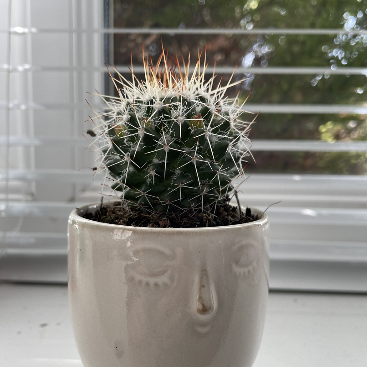 Close-up of a small, round cactus with dense white spines in a geometric pattern, planted in a white ceramic pot with a face motif.