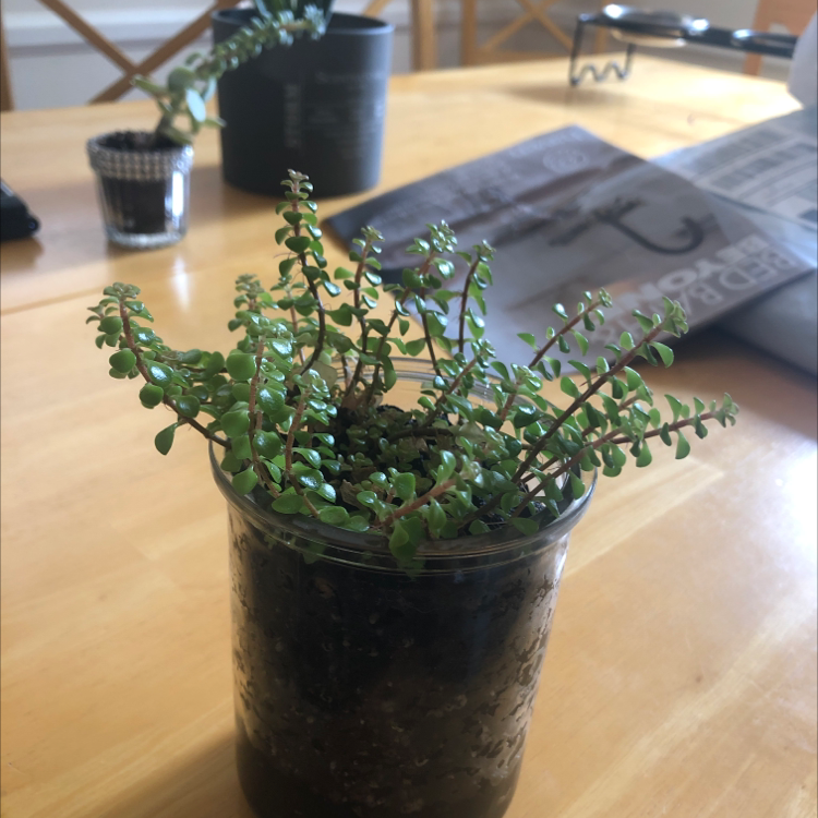 Potted Two-Row Stonecrop plant with green succulent leaves on a table with other plants and a newspaper.