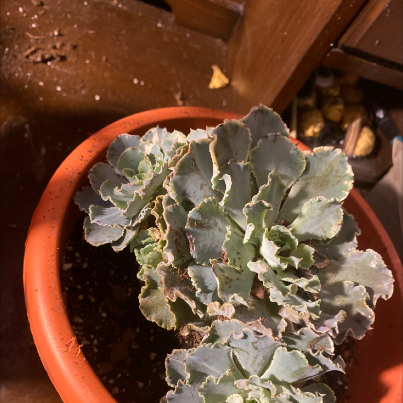 Potted wild cabbage plant with ruffled blue-green leaves, held by a hand to show size and texture. Plant appears healthy.