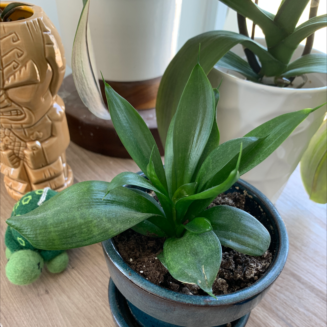 Snake Plant plant photo by @KatJo named Martha on Greg, the plant care app.