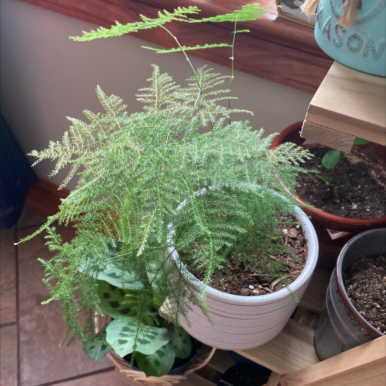 Healthy asparagus fern in white planter, green foliage touched by hand, wooden table setting