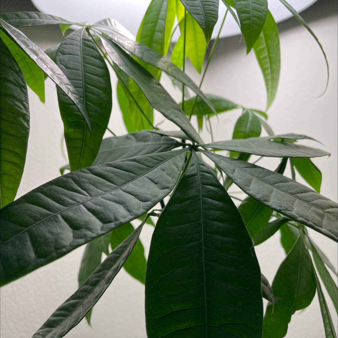 Money Tree plant photo by @nithin named Sanders on Greg, the plant care app.