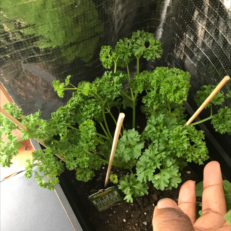 Healthy Italian Parsley plant with vibrant green leaves and visible soil.