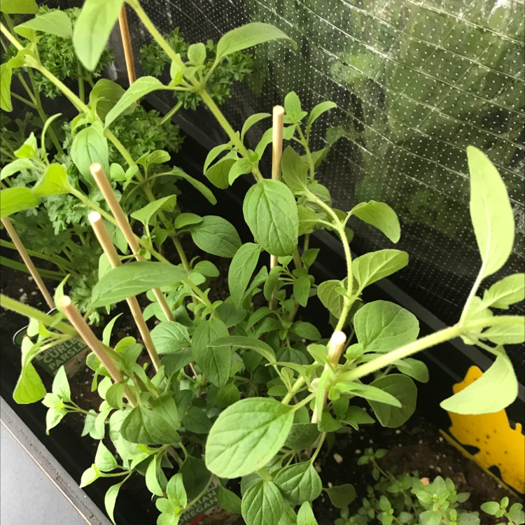A healthy, thriving oregano plant with vibrant green leaves growing in a small pot with visible soil.