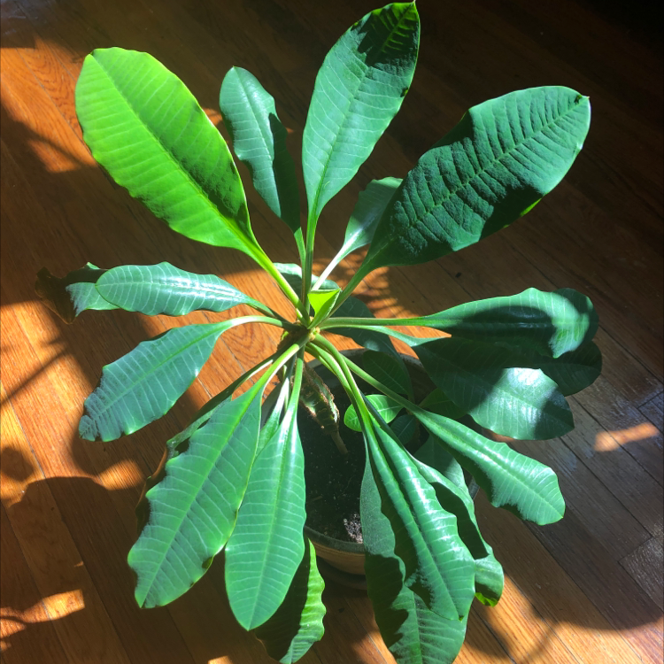 Madagascar Jewel plant with broad green leaves in a pot, well-lit and healthy.