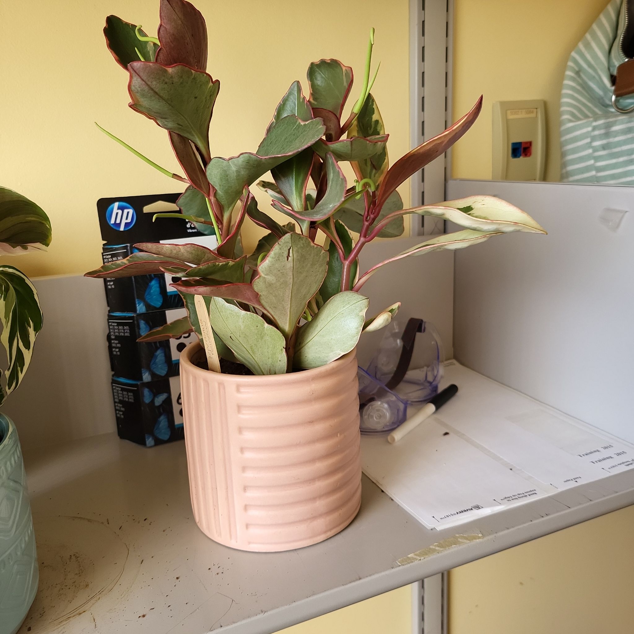 Rainbow Peperomia plant in a pink pot on a shelf, appearing healthy.