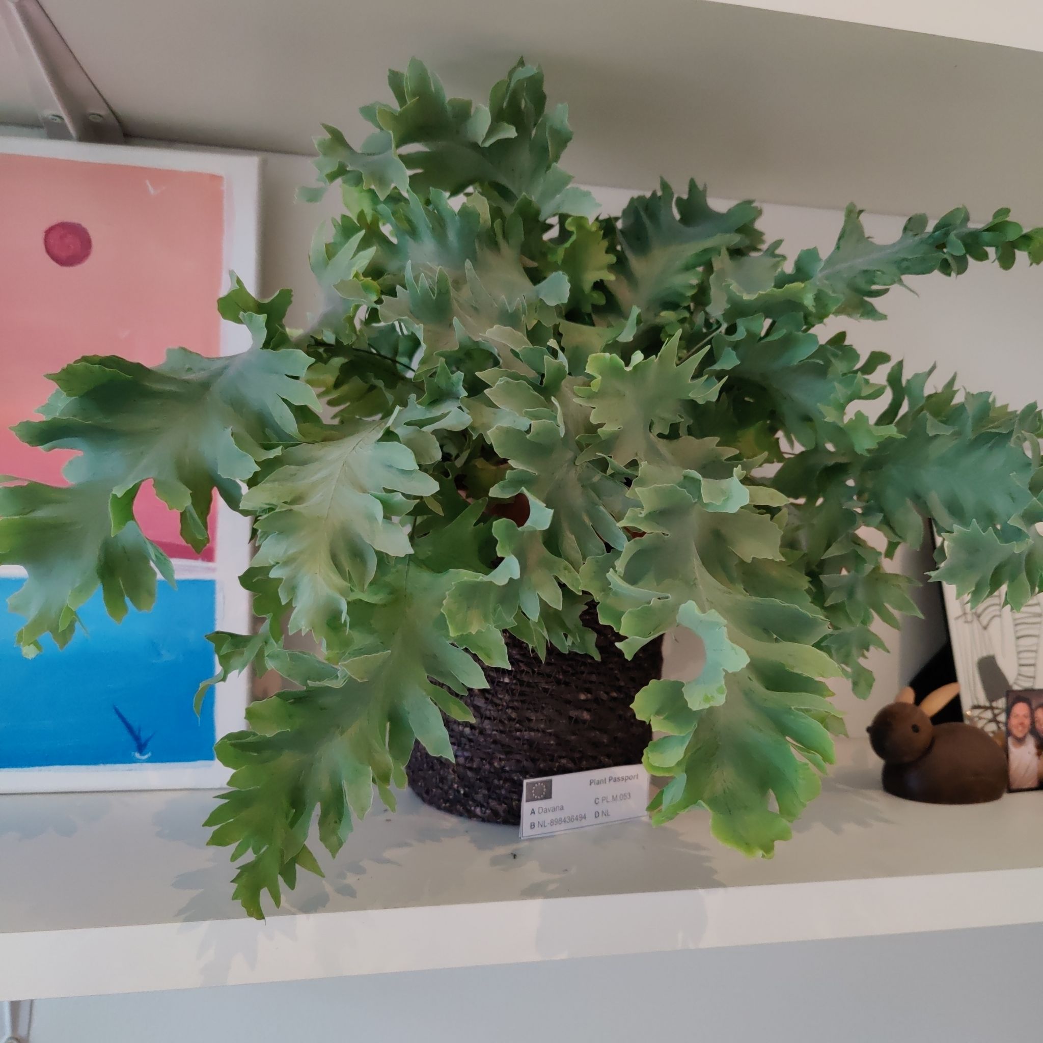 Phlebodium 'Davana' plant on a shelf, healthy with vibrant green leaves.