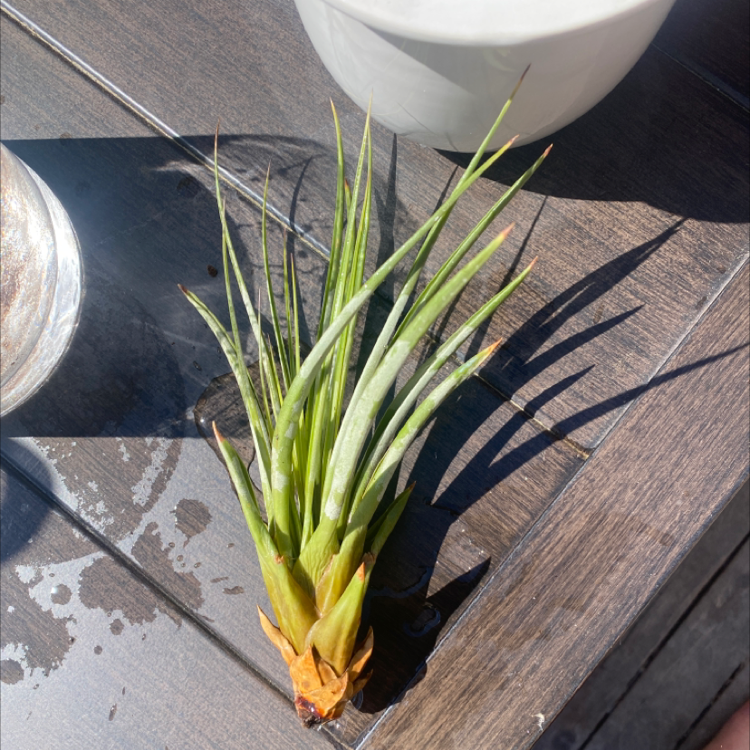 Cabbage Tree plant photo by @esmeharkess named farkle on Greg, the plant care app.