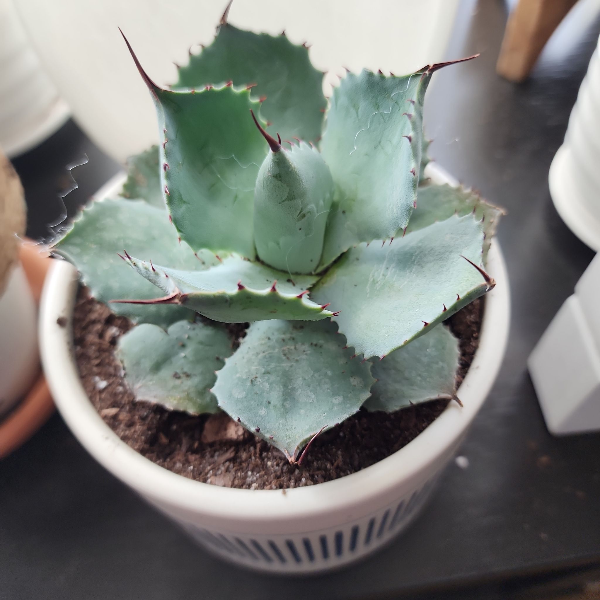 Butterfly Agave plant in a white pot with healthy, fleshy leaves.