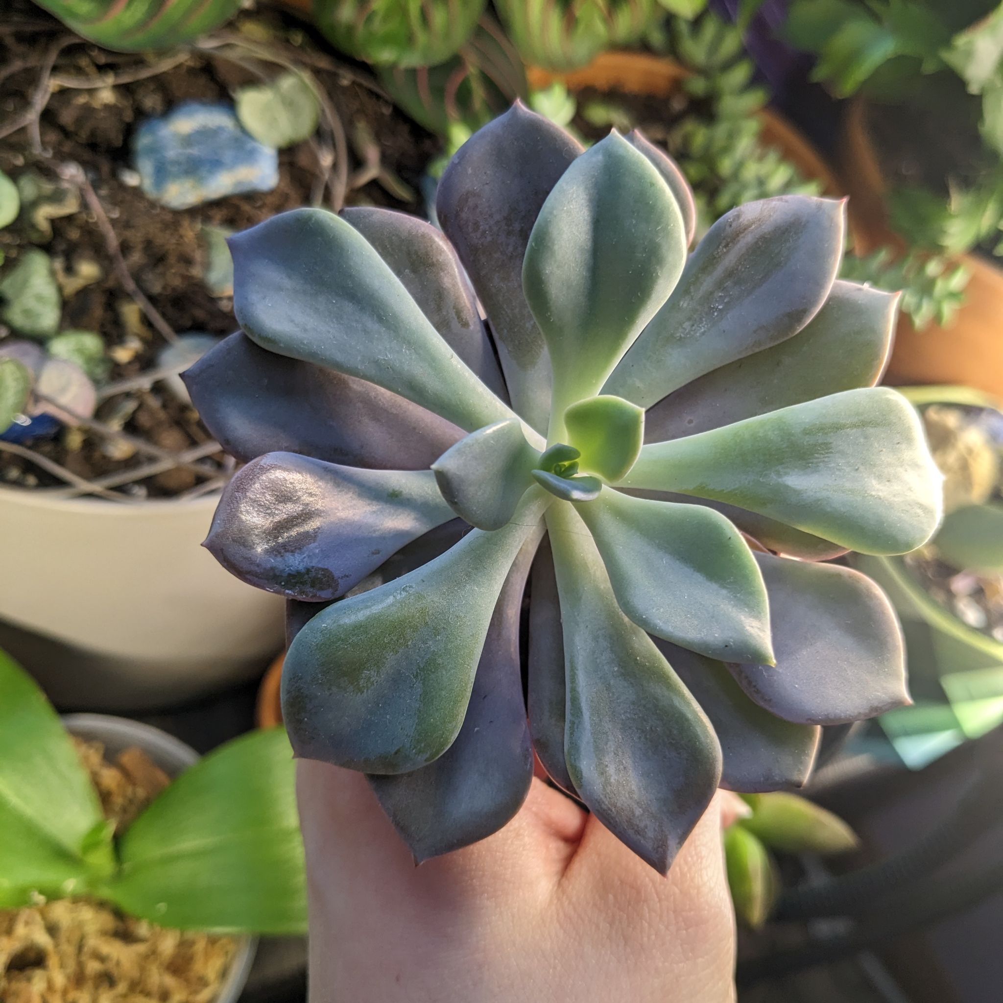 Graptoveria 'Debbie' succulent held by a hand, with visible soil and other plants in the background.