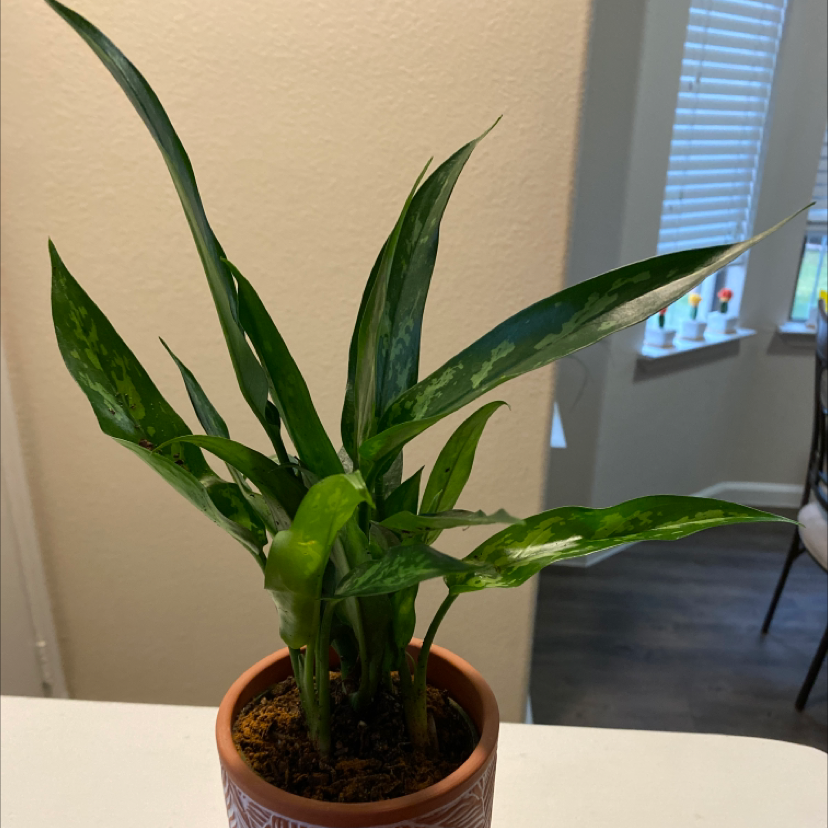 Potted Aglaonema 'Emerald Beauty' plant with healthy green leaves.