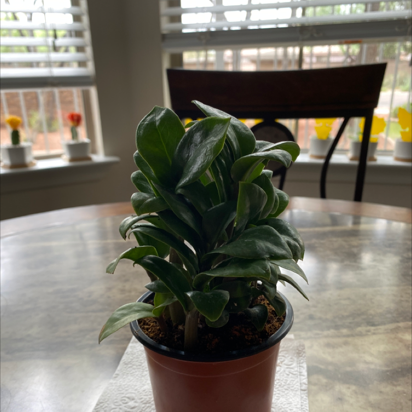 Dwarf ZZ plant in a small pot on a table with a window and potted plants in the background.