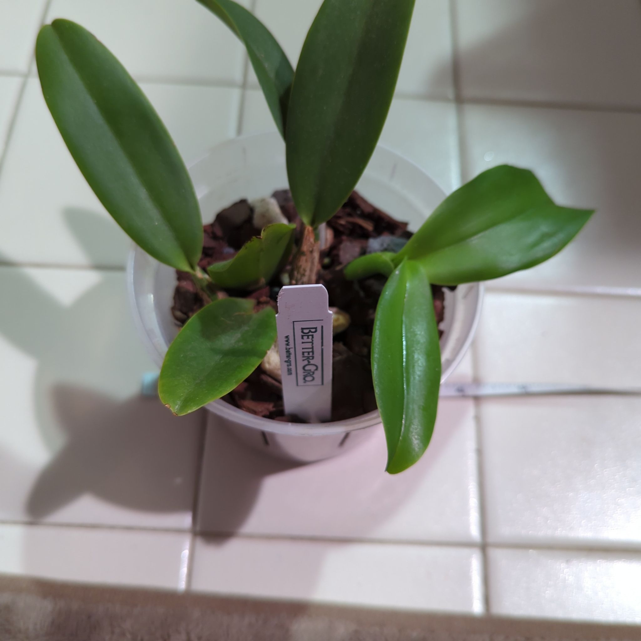 Cattleya Orchid in a transparent pot with healthy green leaves.