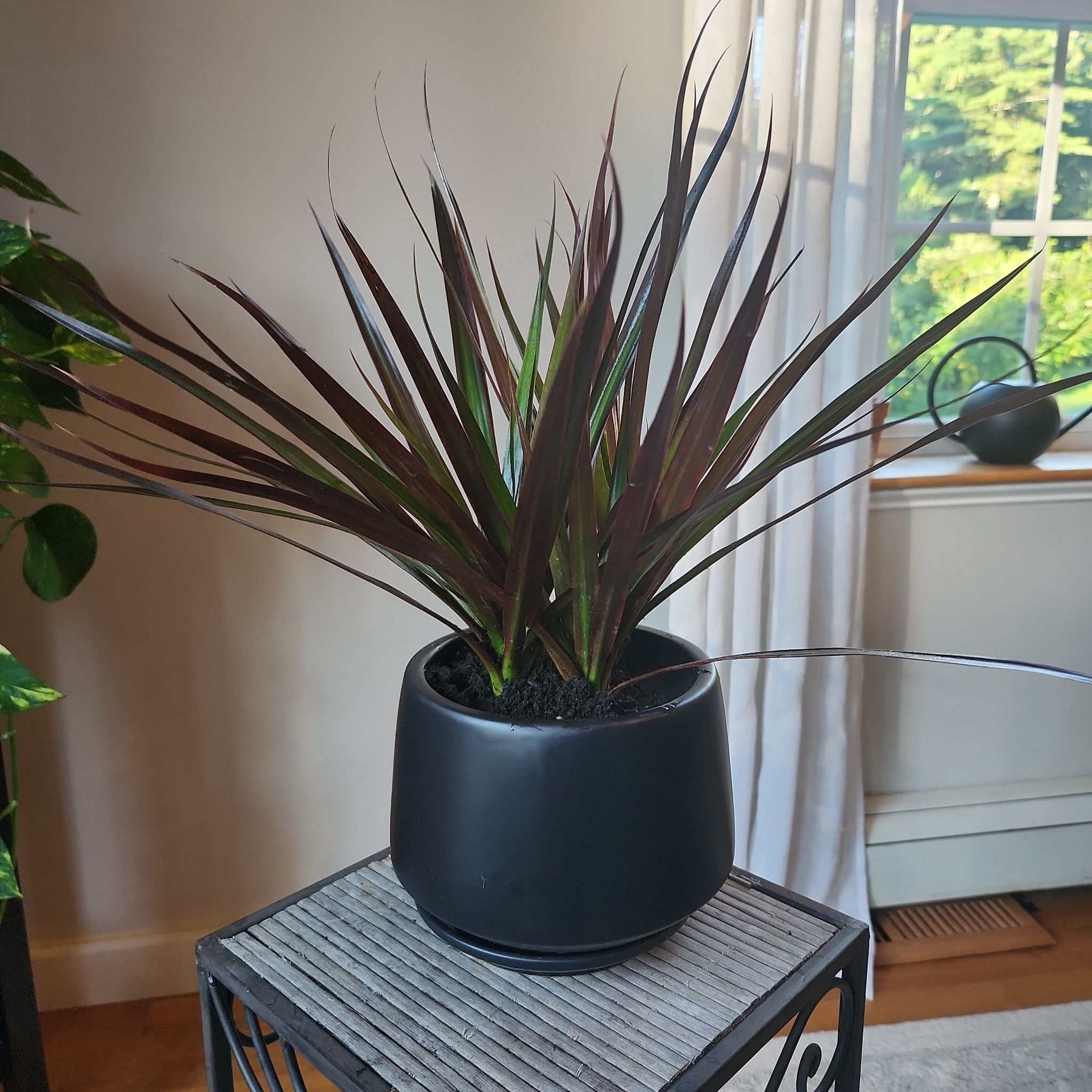 Dracaena plant in a black pot on a stand, with long slender leaves and a window in the background.