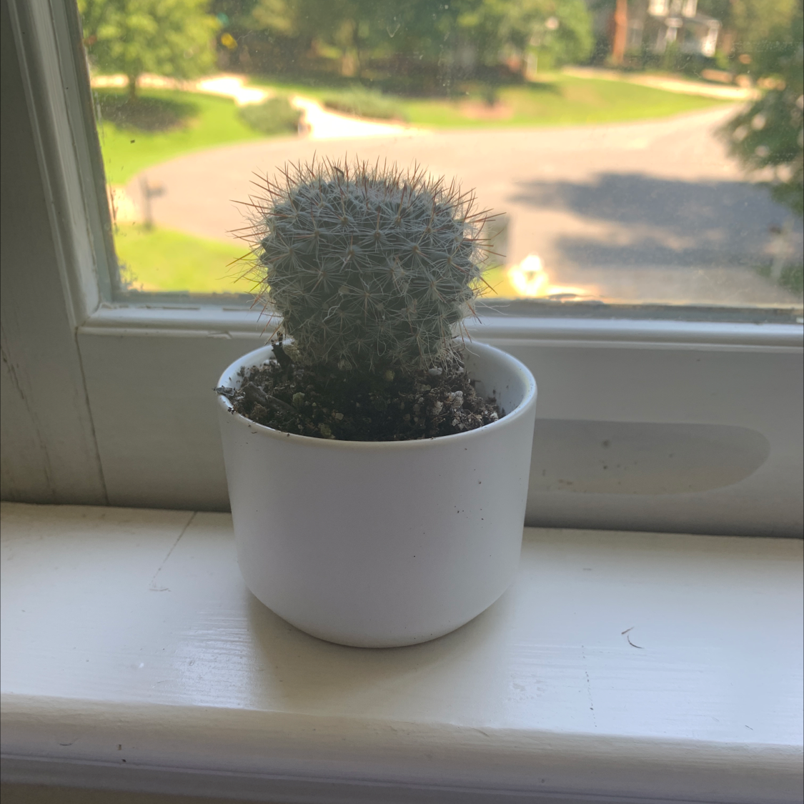 Photo of the plant species Twin Spined Cactus by @Nathan.Fortierr named Winston on Greg, the plant care app