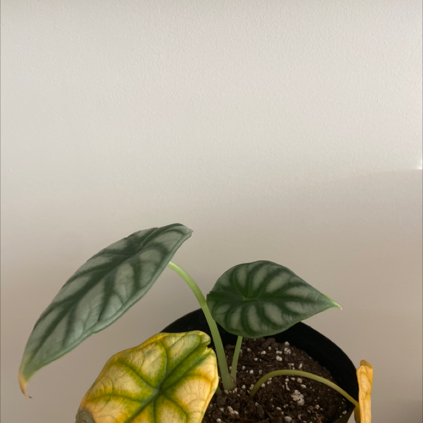 Alocasia 'Dragon Scale' plant with yellowing leaves in a pot, soil visible.