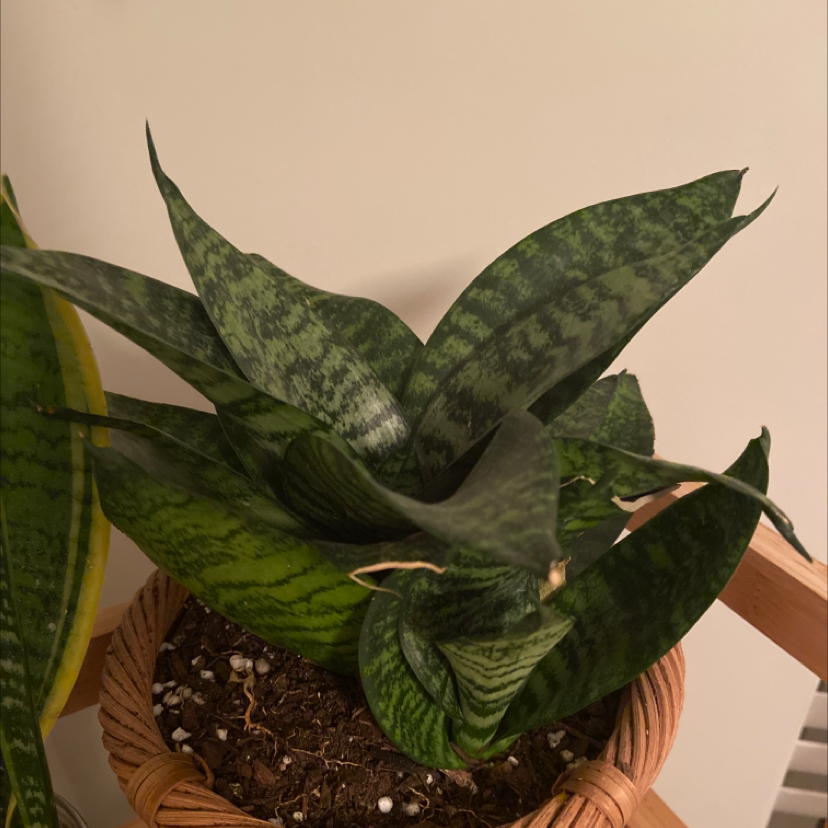 Bird's Nest Snake Plant in a pot with healthy green leaves and visible soil.