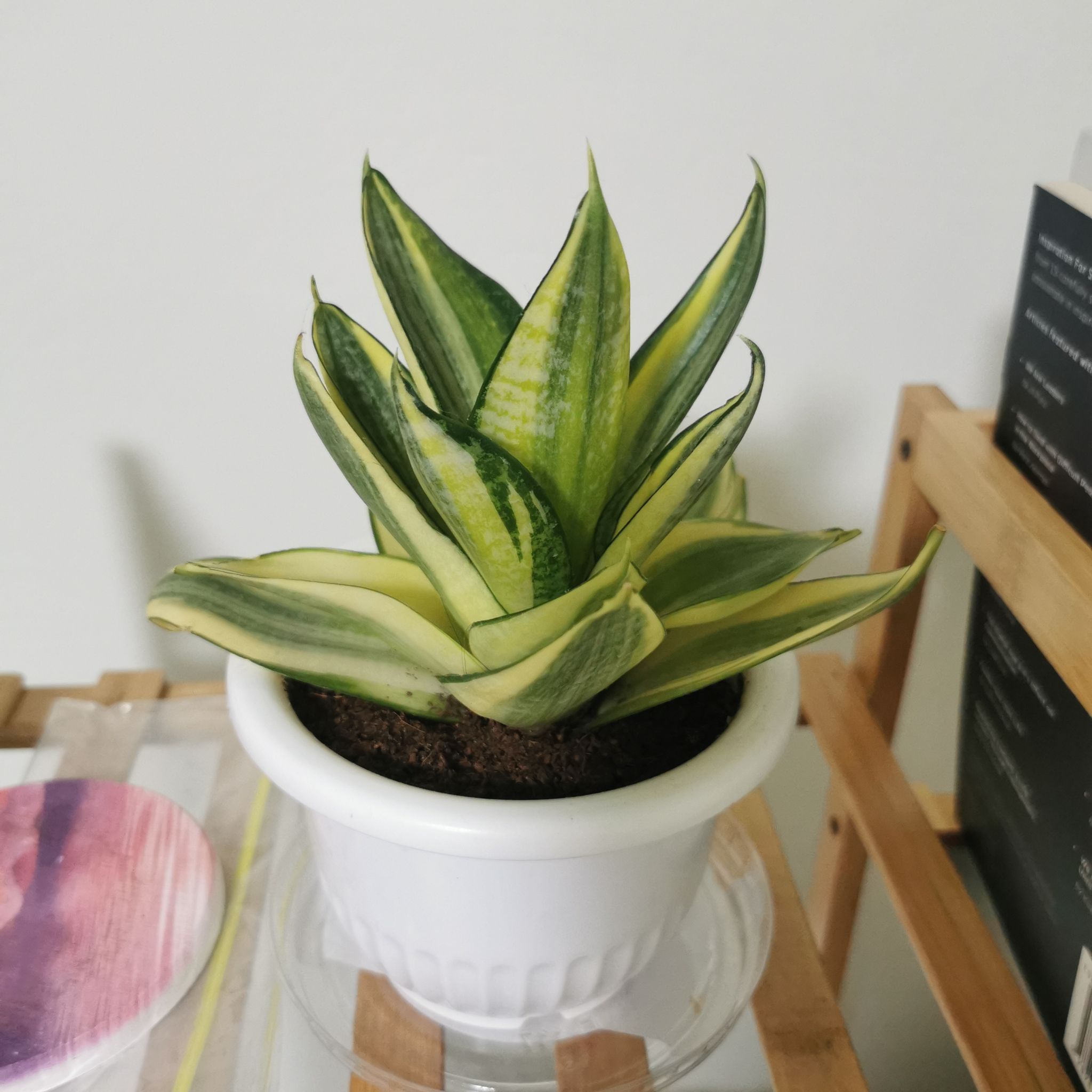 Photo of the plant species Snake Plant Yellowstone by @Mojitopasta named Snake plant on Greg, the plant care app