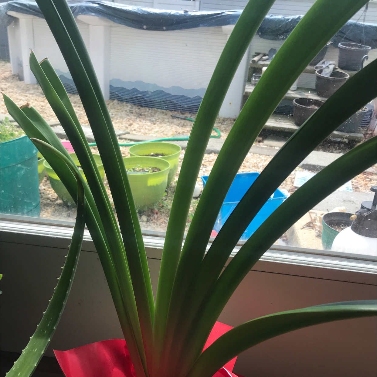 Bush Lily plant with long green leaves near a window, no visible flowers or discoloration.