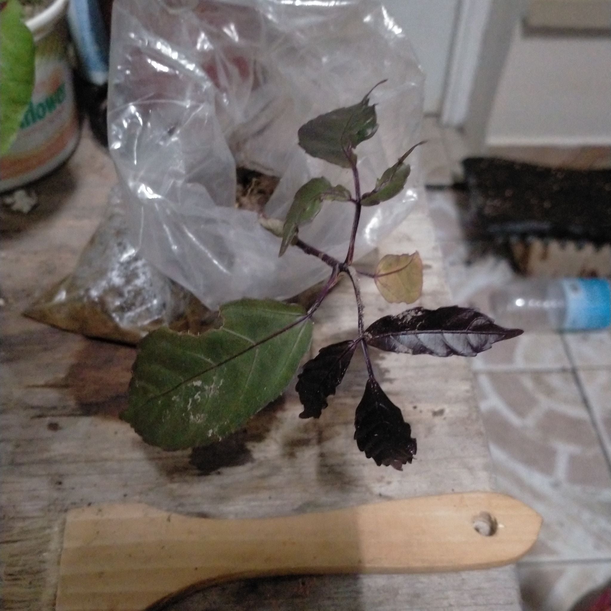 Plant care for Caloosa Grape on Greg, the plant care app