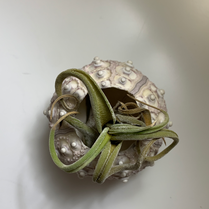 Spreading Airplant (Tillandsia recurvata) in a decorative shell with some leaf discoloration.