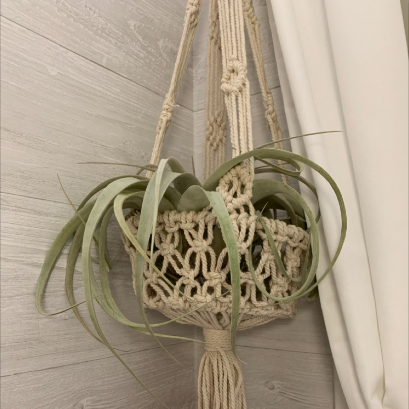 Tillandsia Xerographica plant in a macrame hanger, healthy green leaves.