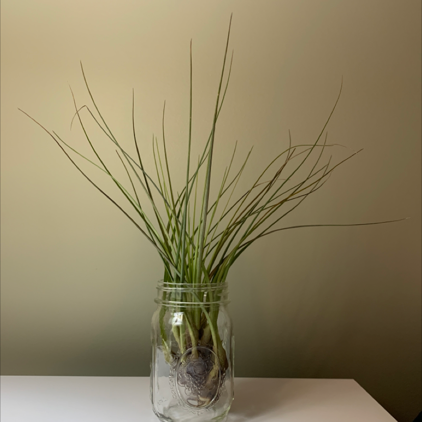 Photo of the plant species Tillandsia seideliana by Ava’s orphanage named Ruth on Greg, the plant care app