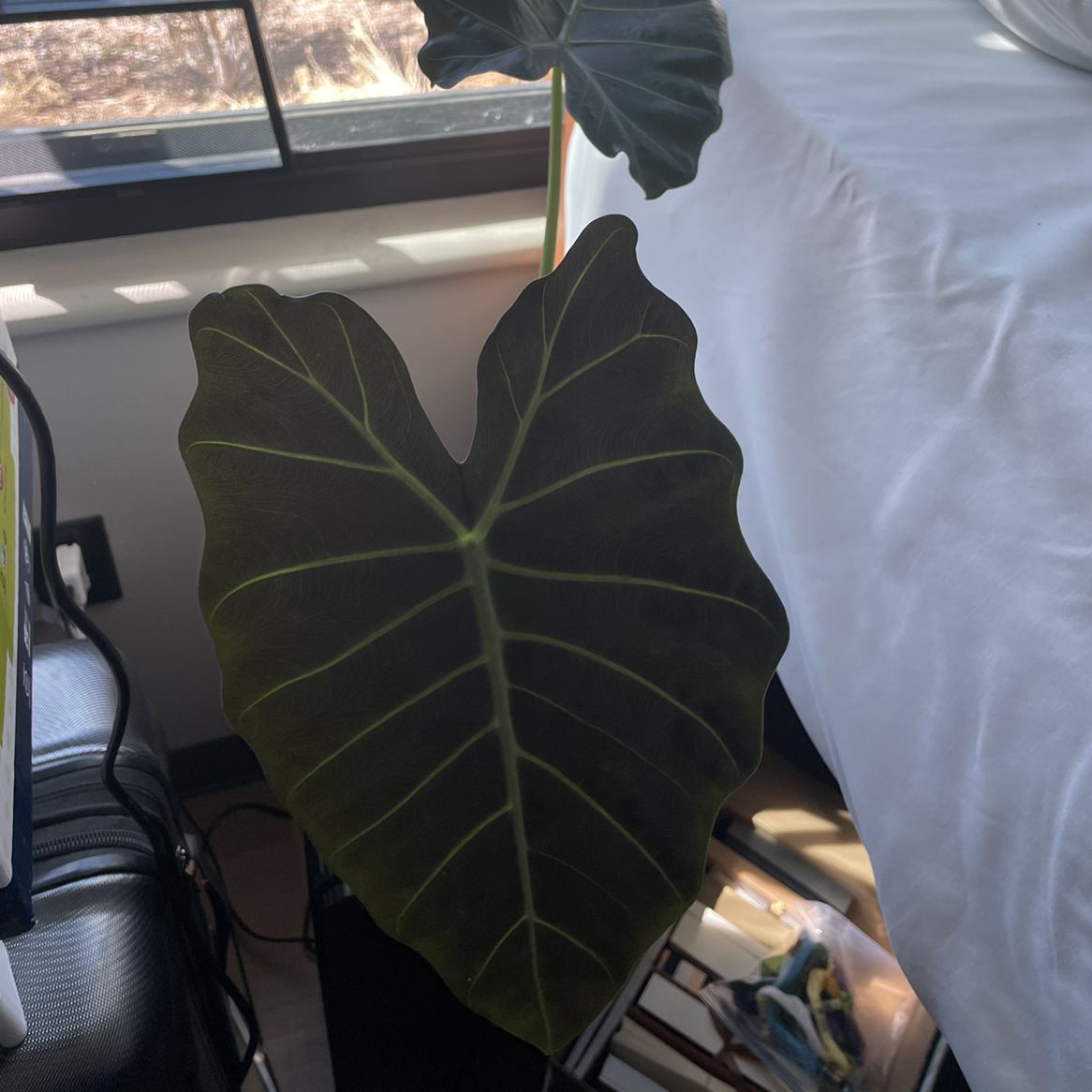Close-up of a healthy Jewel Alocasia leaf with prominent veins and dark green color.