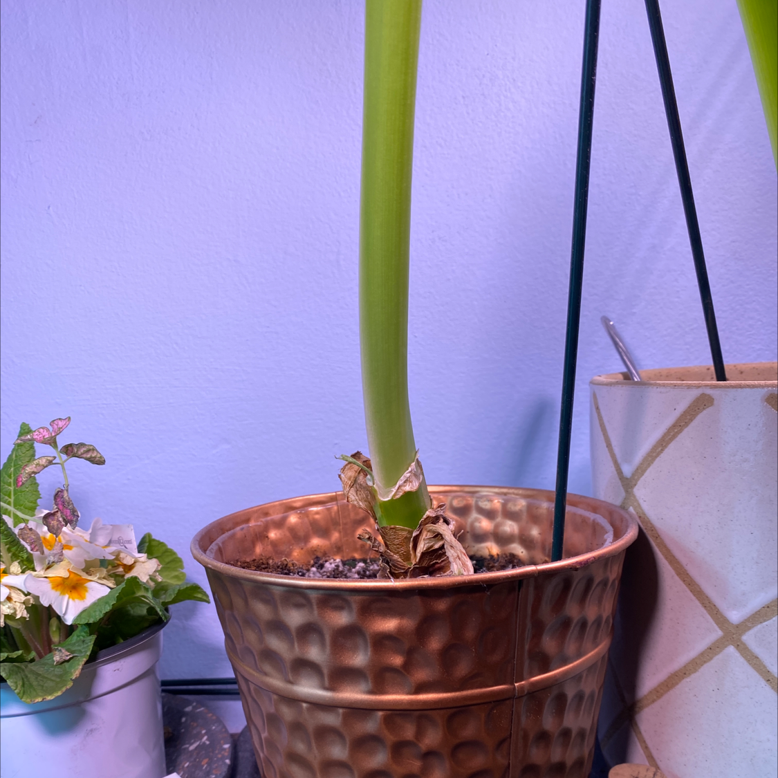 Potted Striped-Tubed Amaryllis with a tall green stem and some dried brown leaves at the base.