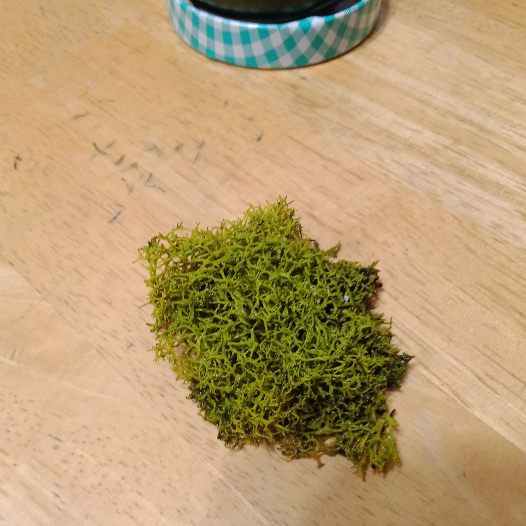 Plant care for Riccia on Greg, the plant care app
