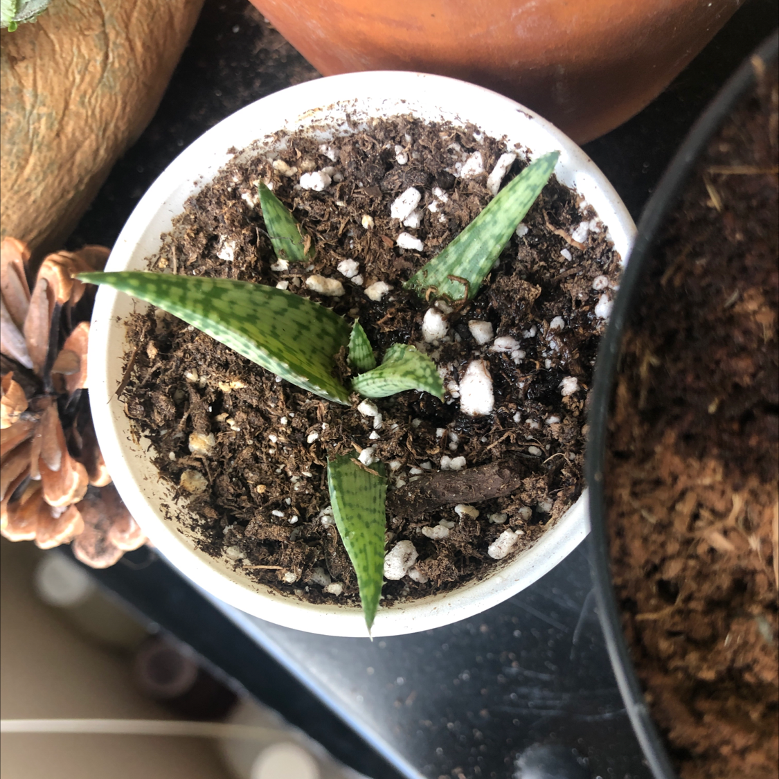 Bredasdorp Gasteria plant in a white pot with visible soil and healthy green leaves.