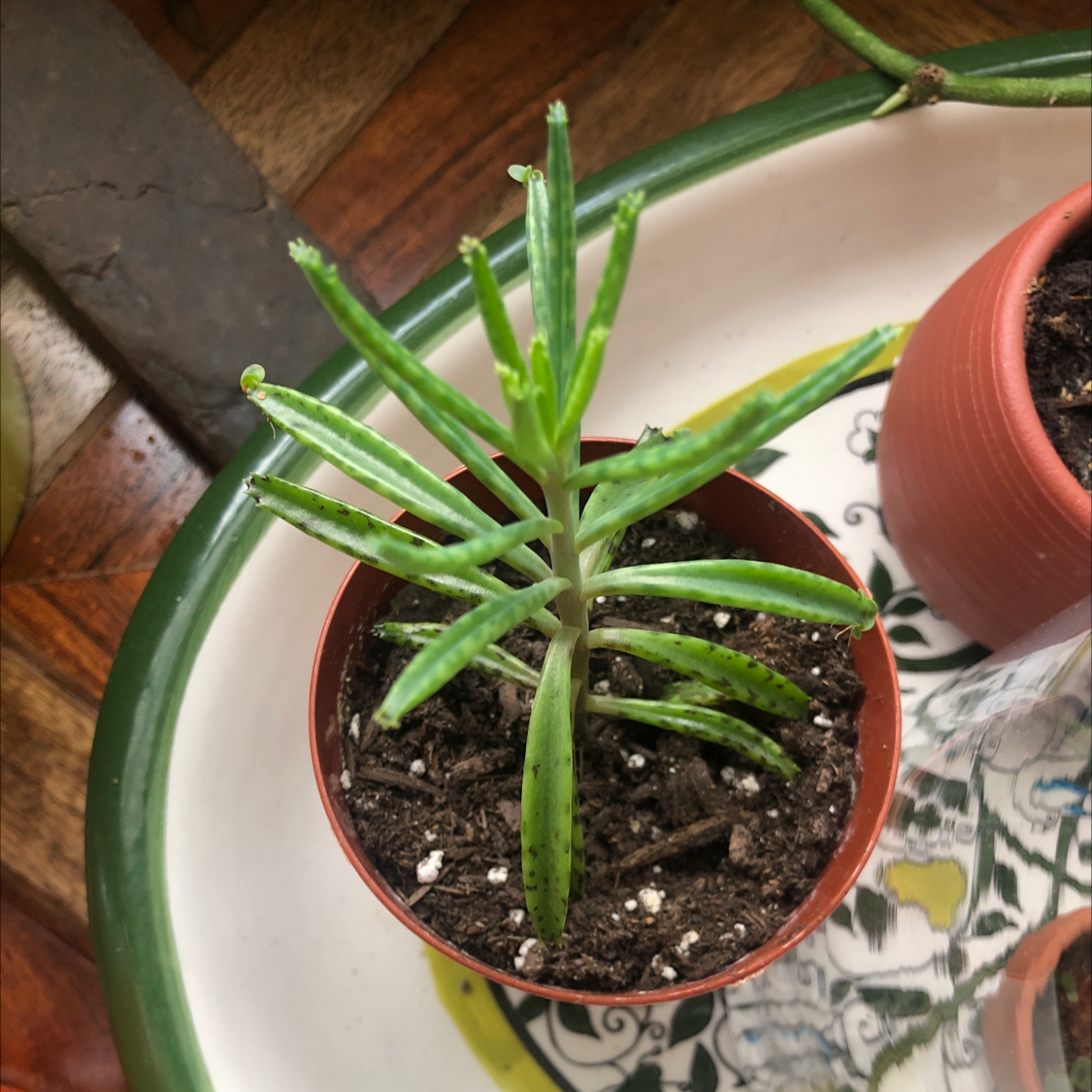 A healthy Mother of Millions succulent plant in a terracotta pot, with long slender green and red leaves, held by a hand.