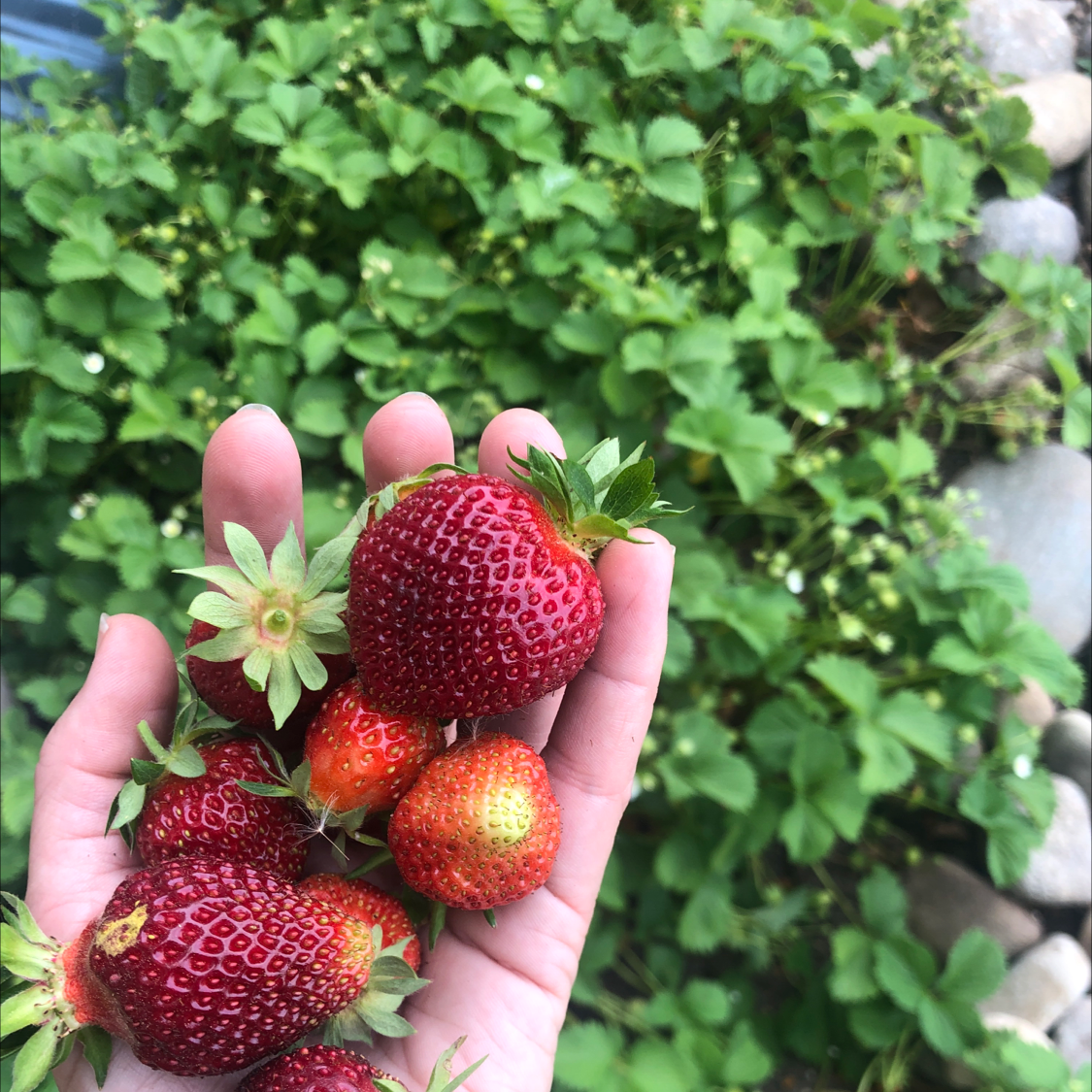 Photo of the plant species Strawberry by @Themotherofchaos named The patch on Greg, the plant care app