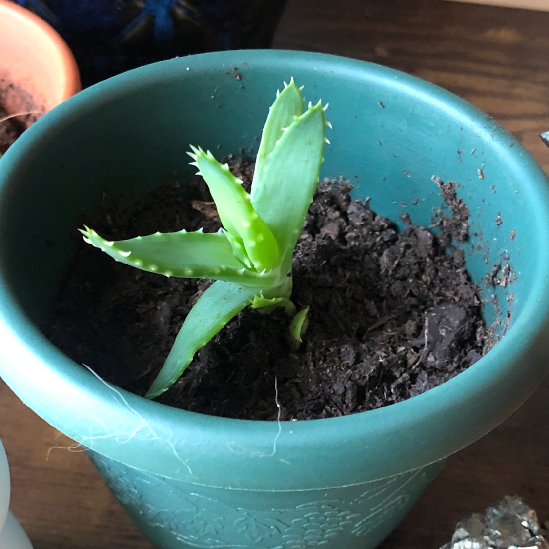 A healthy Short-Leaved Aloe plant in a green pot with visible soil.