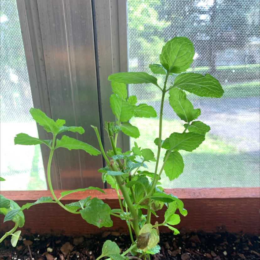 Apple Mint plant near a window with some browning leaves and visible soil.