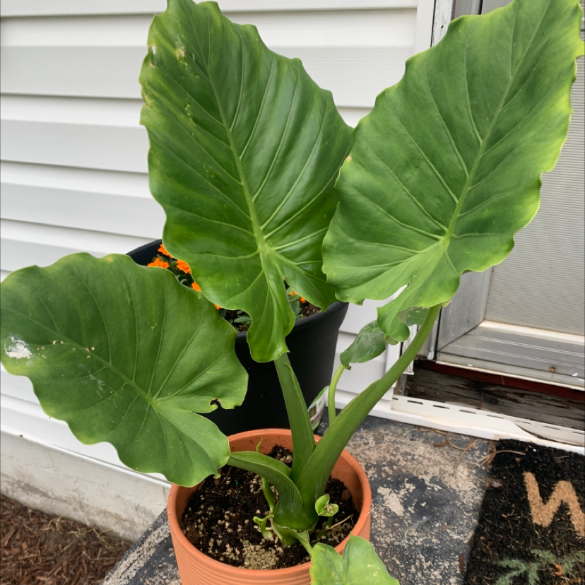 Potted Jewel Alocasia plant with large green leaves, visible soil, and no signs of disease.