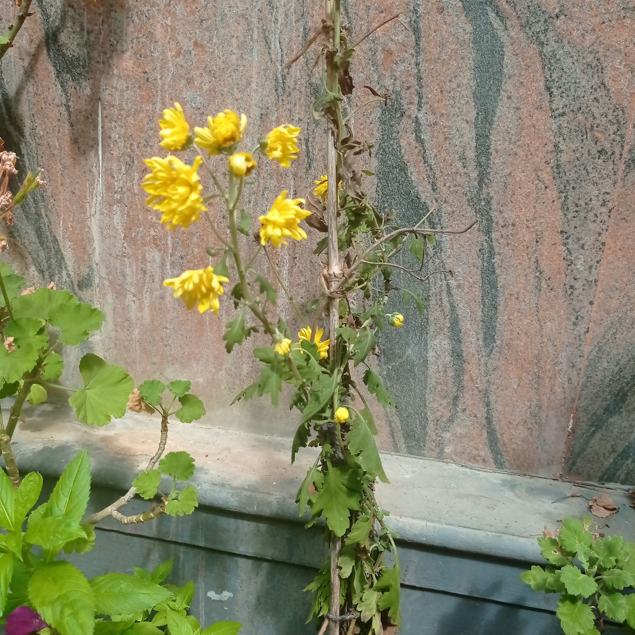 Field Mustard plant with yellow flowers and some discolored leaves against a wall.
