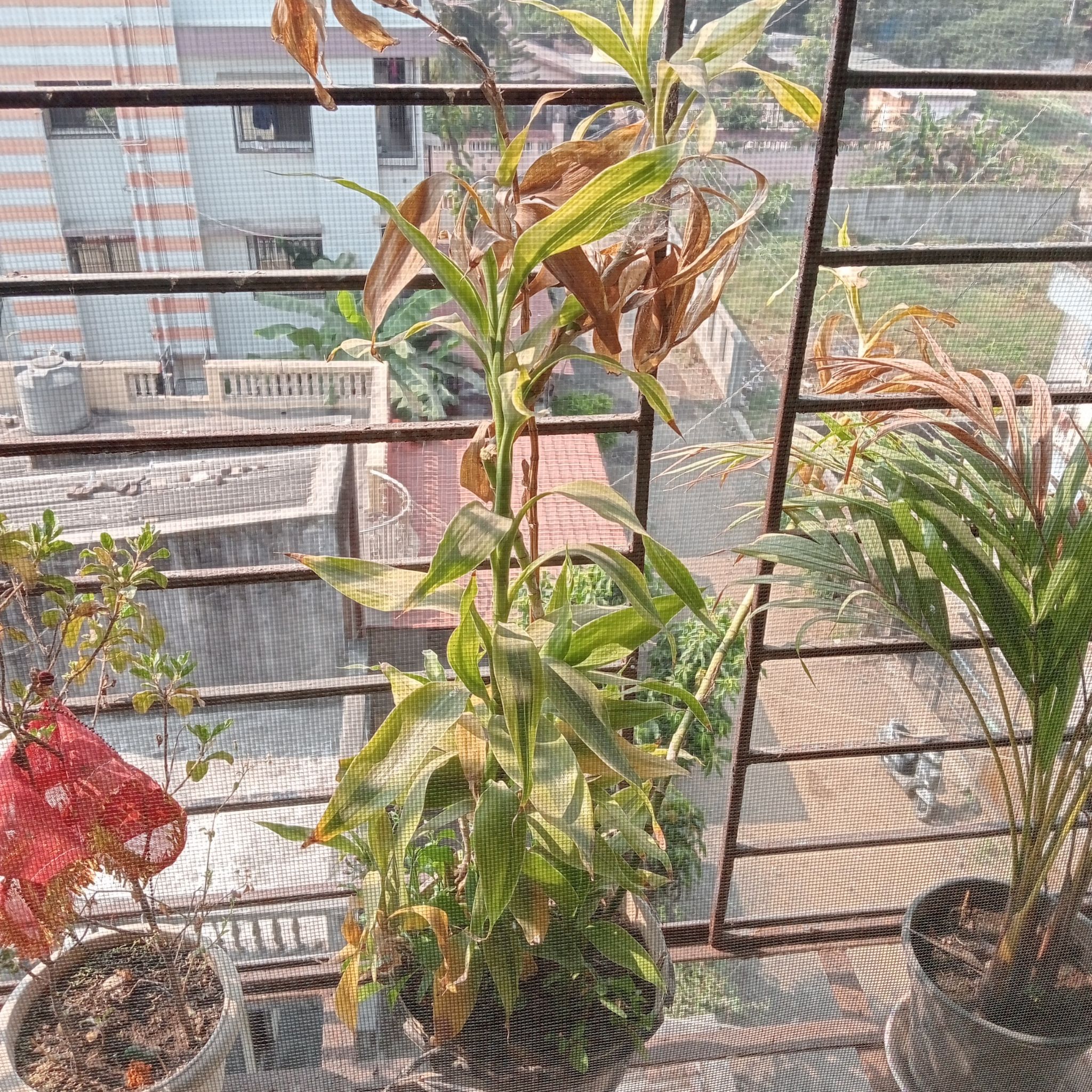 Potted Scarlet Milkweed plant on a balcony with yellowing and browning leaves, surrounded by other plants.