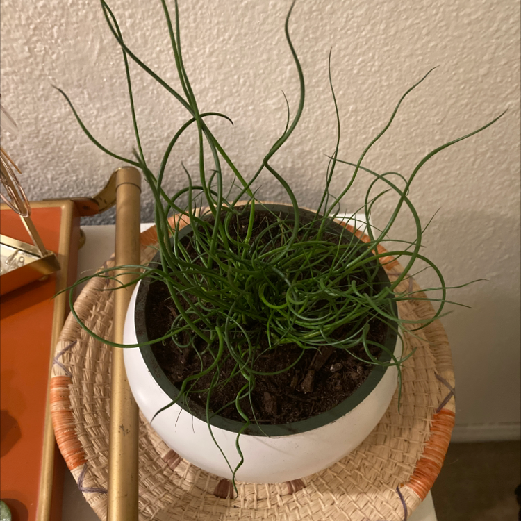 Corkscrew rush plant in a white pot on a woven mat, showing healthy twisted green stems.